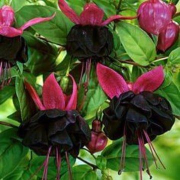 Black Red Fuchsia Flower Seeds