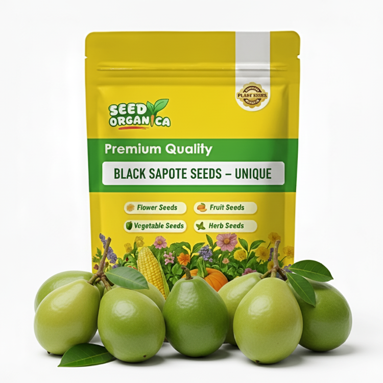 Black Sapote Seeds – Unique