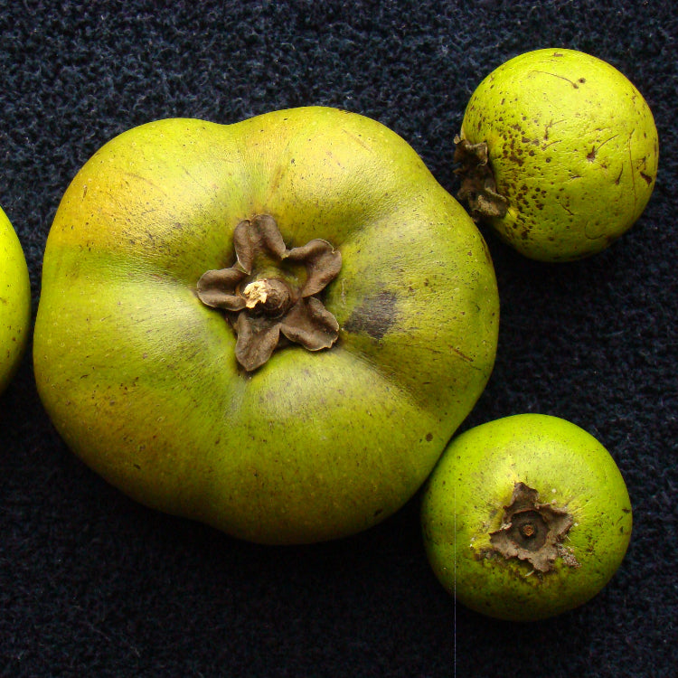 Black Sapote Seeds – Unique
