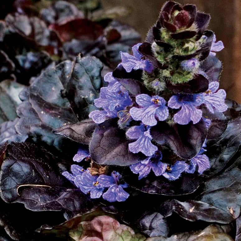 Black Scallop Ajuga Seeds