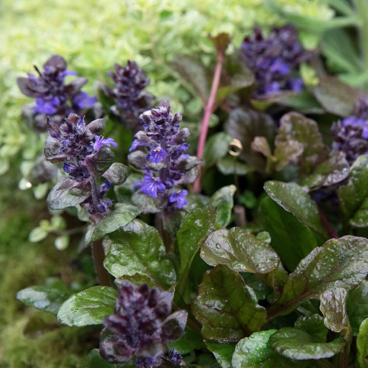 Black Scallop Ajuga Seeds