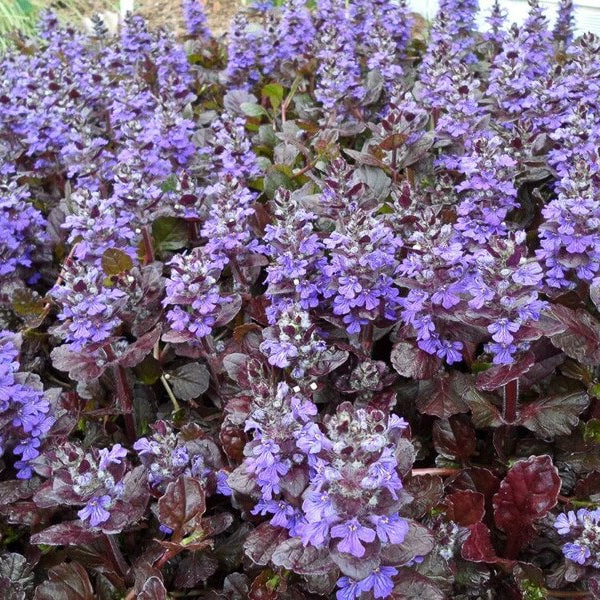 Black Scallop Ajuga Seeds