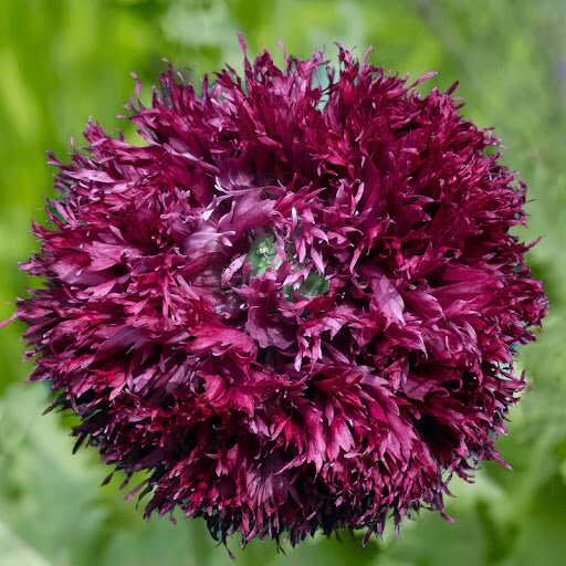 Black Swan Poppy Seeds - Flower Plant