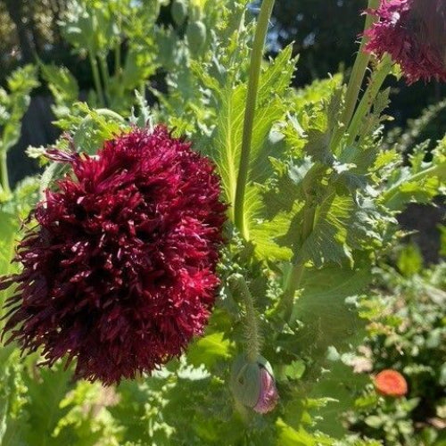 Black Swan Poppy Seeds - Flower Plant