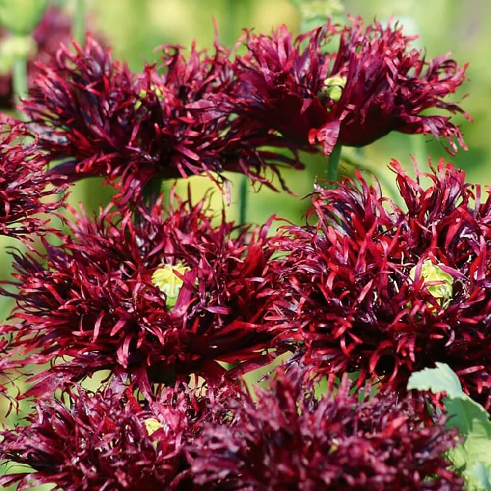 Black Swan Poppy Seeds - Flower Plant