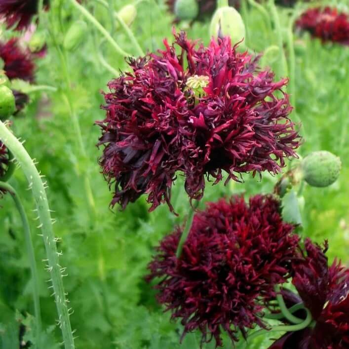 Black Swan Poppy Seeds - Flower Plant