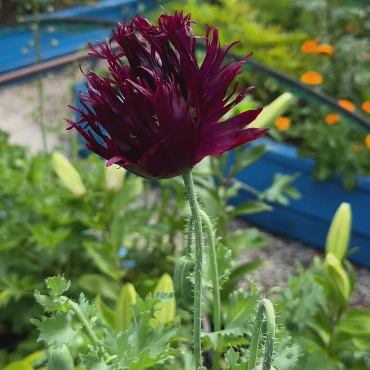 Black Swan Poppy Seeds - Flower Plant