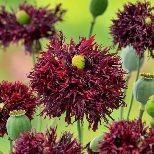 Black Swan Poppy Seeds - Flower Plant
