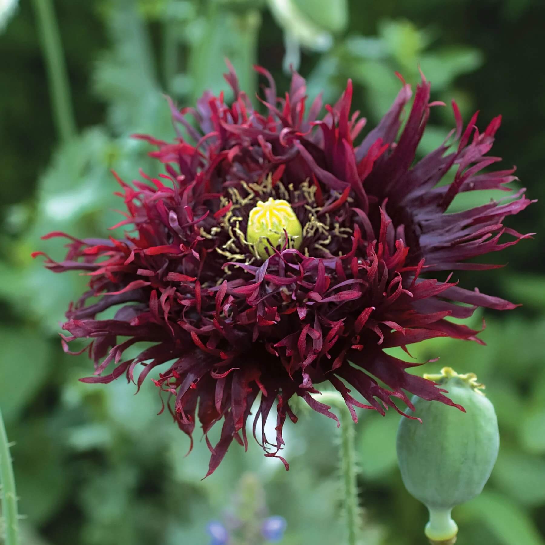 Black Swan Poppy Seeds - Flower Plant