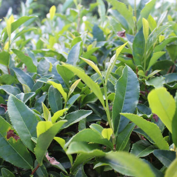 Black Tea Plant Seeds