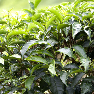 Black Tea Plant Seeds