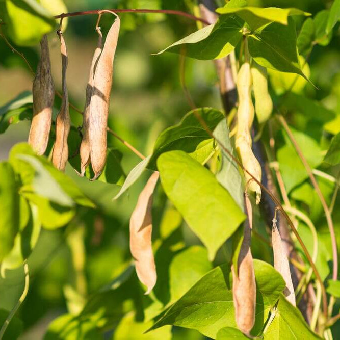 Black Tepary Beans Seeds - Vegetable Plant