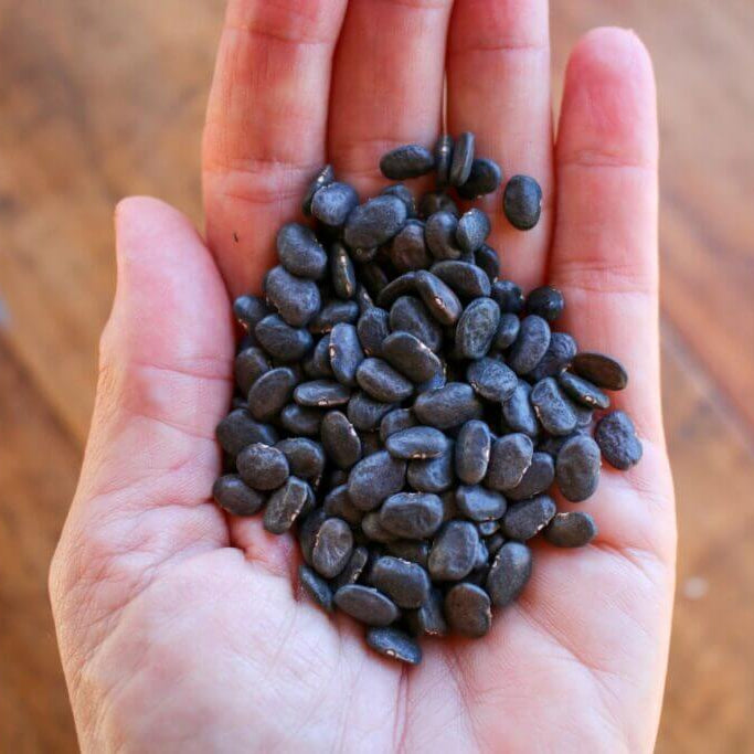 Black Tepary Beans Seeds - Vegetable Plant
