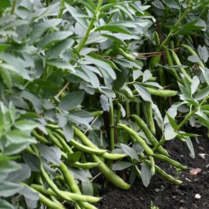 Black Tepary Beans Seeds - Vegetable Plant