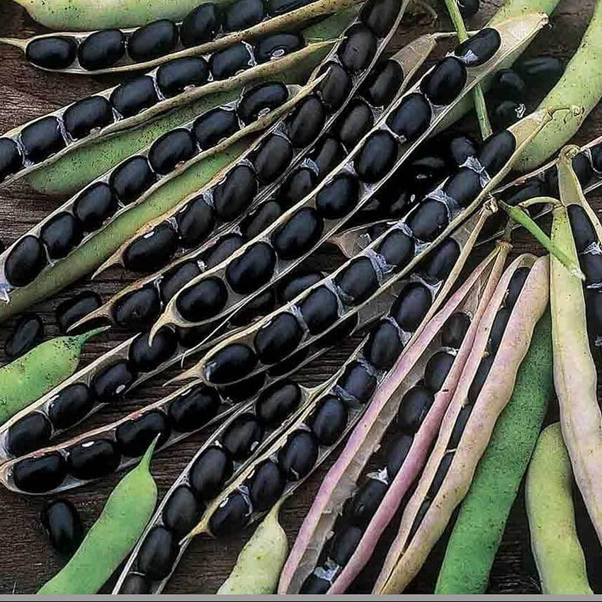 Black Turtle Bean Seeds