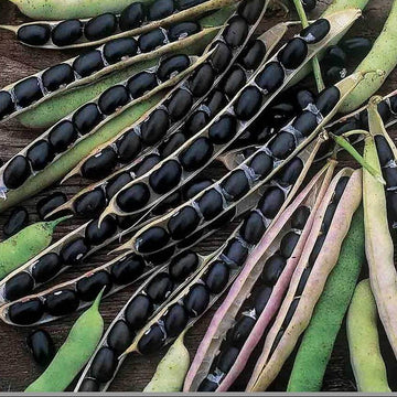 Black Turtle Bean Seeds