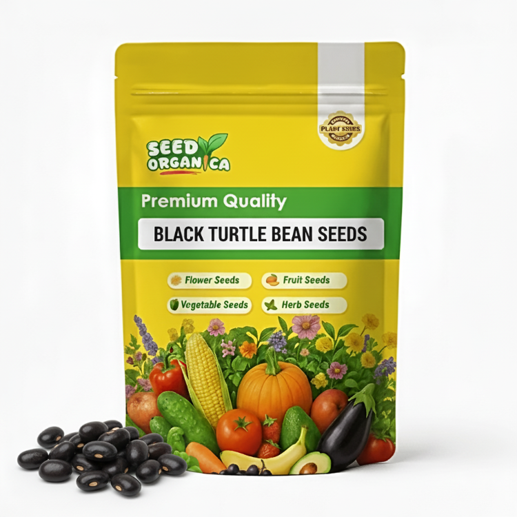 Black Turtle Bean Seeds