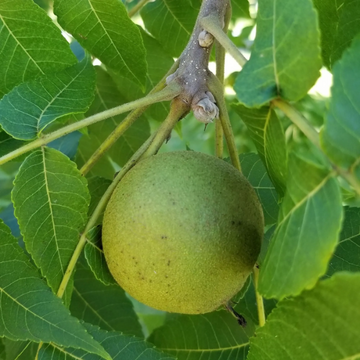 Black Walnut Seeds

