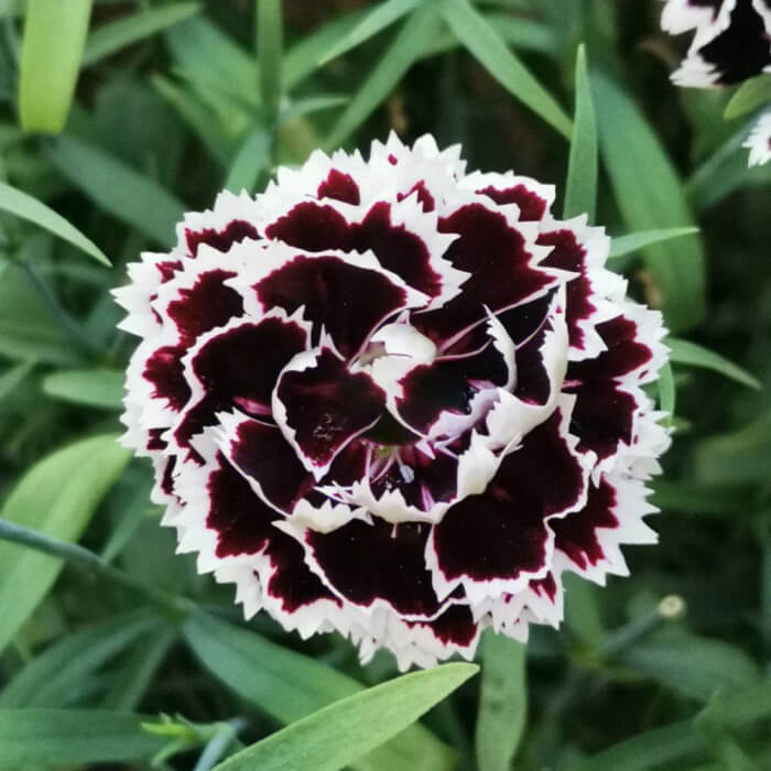 Black White Carnation Seeds