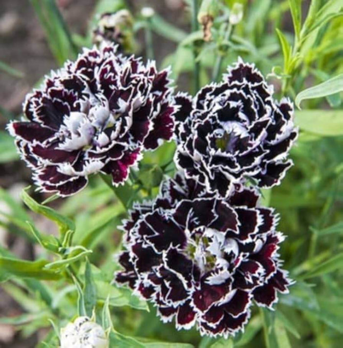 Black White Carnation Seeds