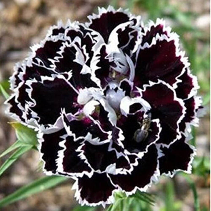 Black White Carnation Seeds