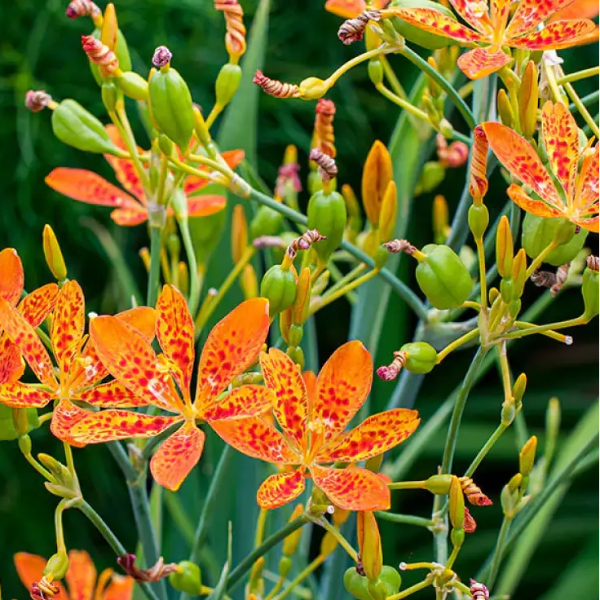Blackberry Lily Seeds – Unique Spotted Blooms
