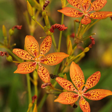 Blackberry Lily Seeds – Unique Spotted Blooms
