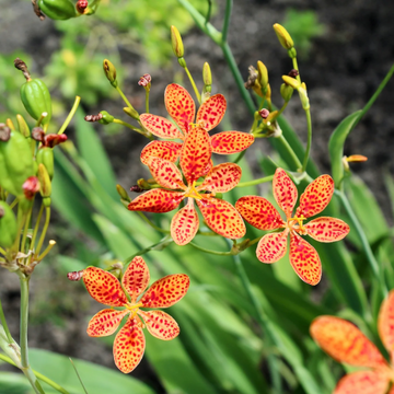 Blackberry Lily Seeds – Unique Spotted Blooms

