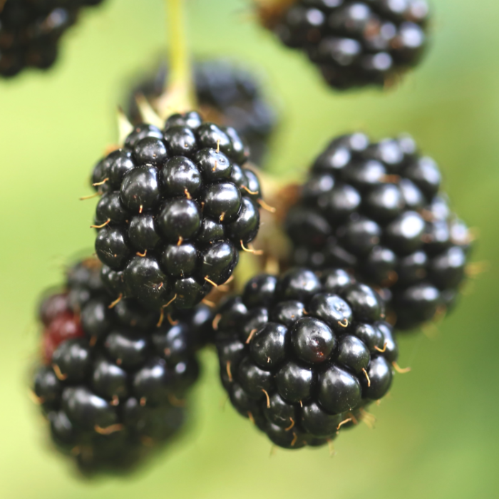 Blackberry Seeds
