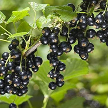 Blackcurrant Seeds
