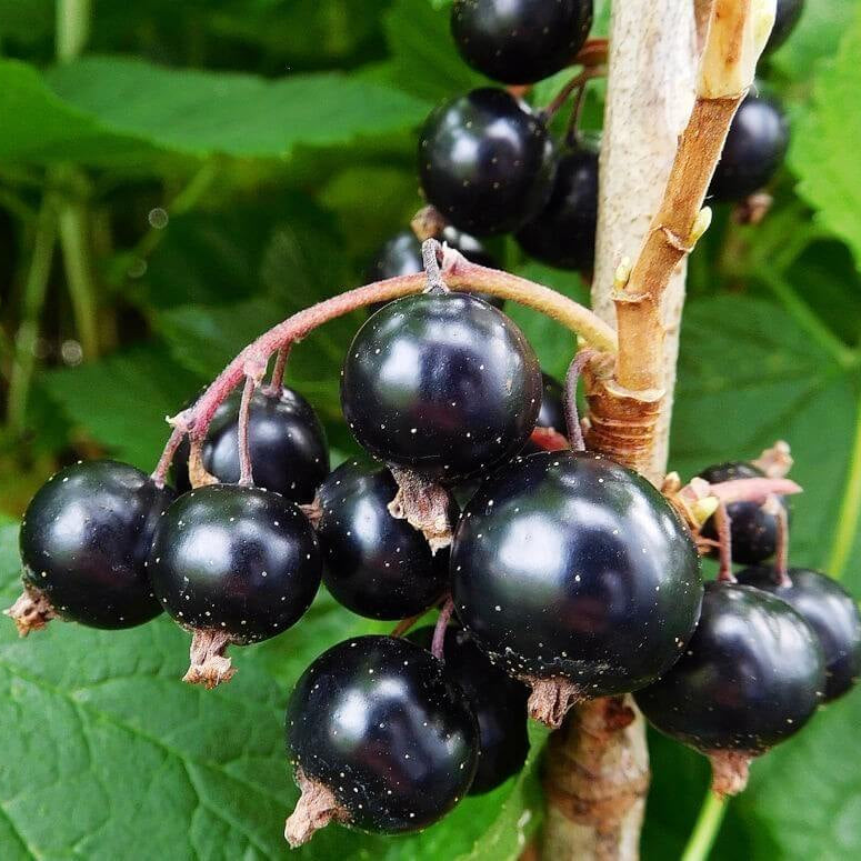 Blackcurrant Seeds