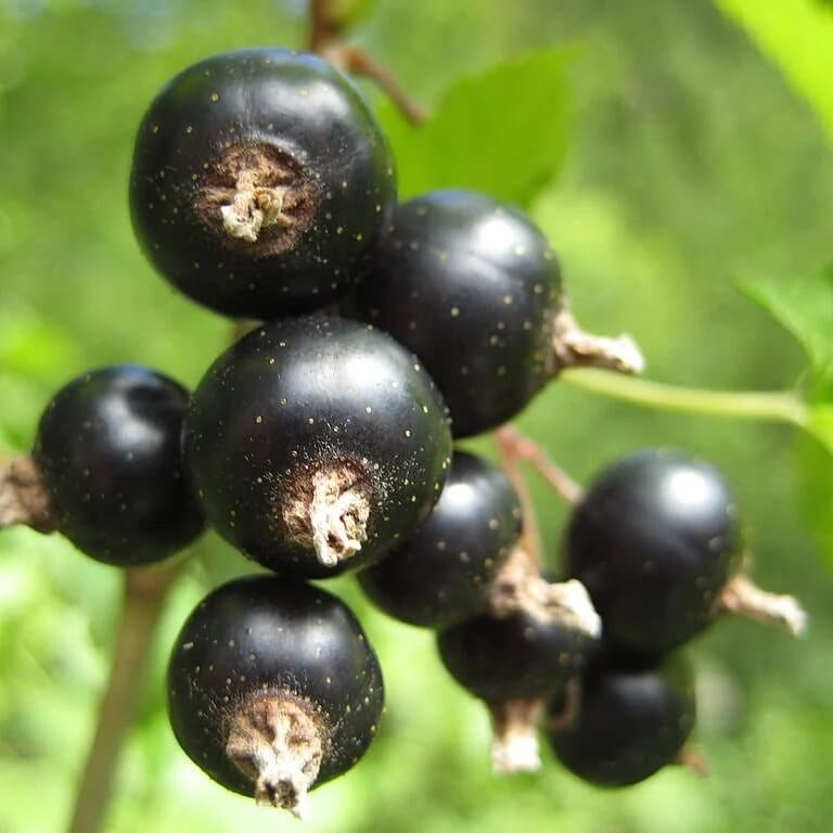 Blackcurrant Seeds