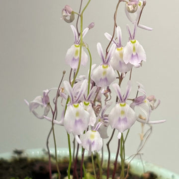 Bladderwort Seeds – Angolan
