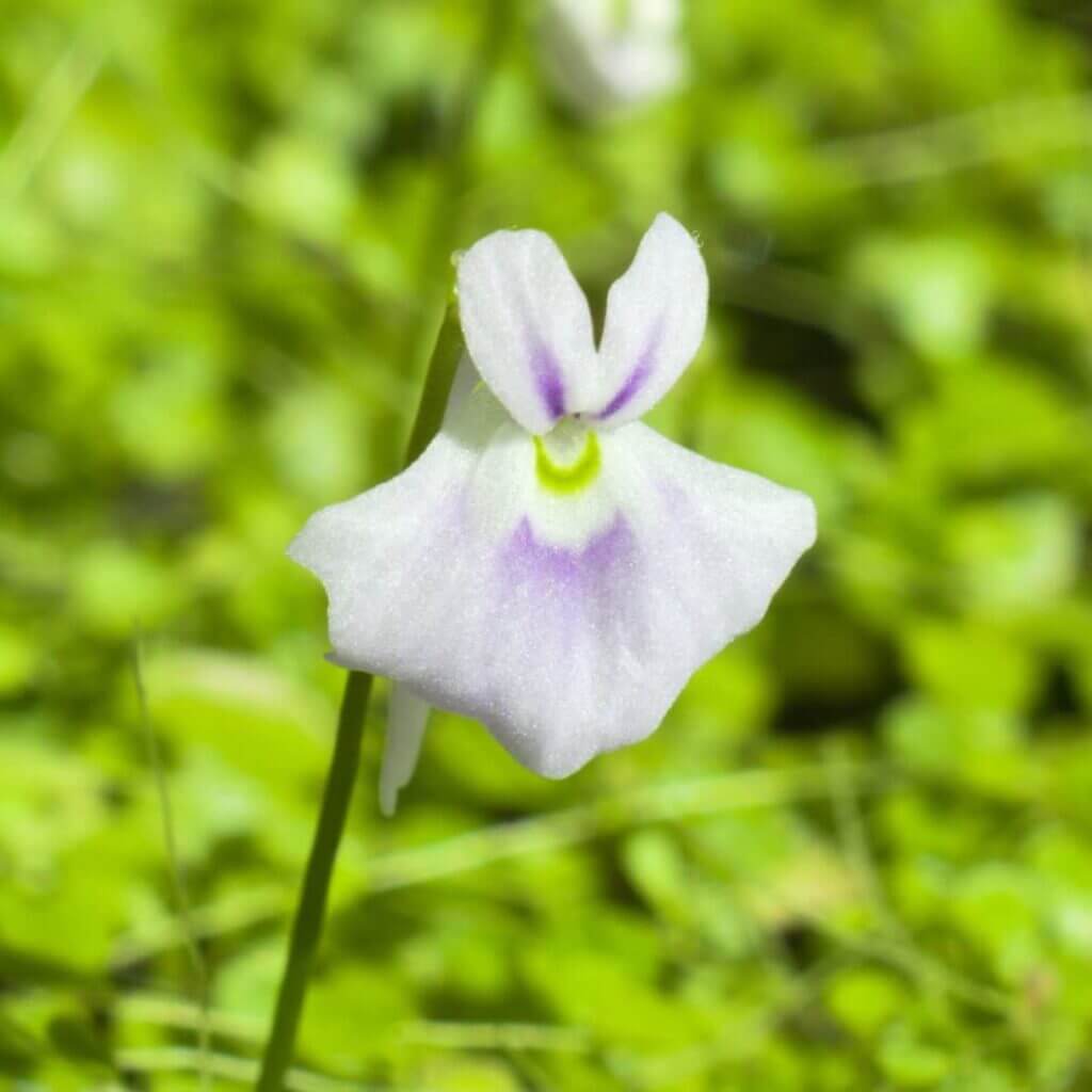 Bladderwort Seeds – Angolan
