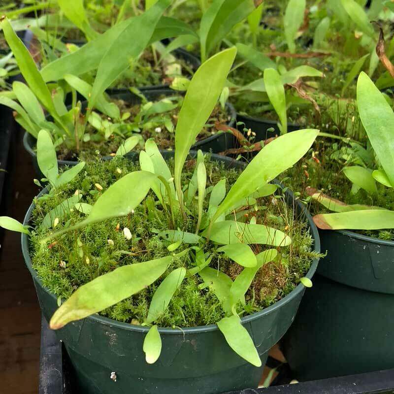 Bladderwort Seeds – Long-Leaf
