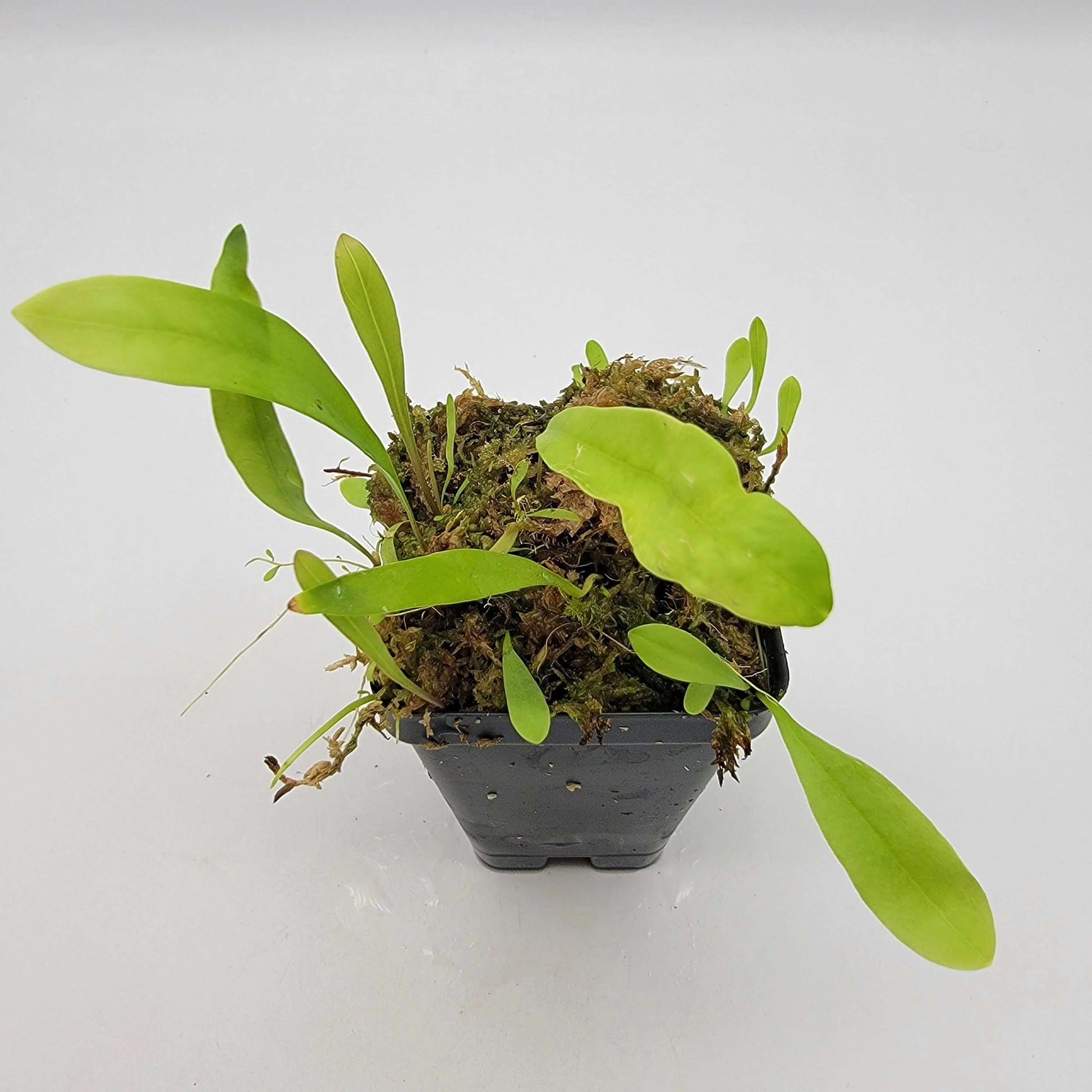 Bladderwort Seeds – Long-Leaf
