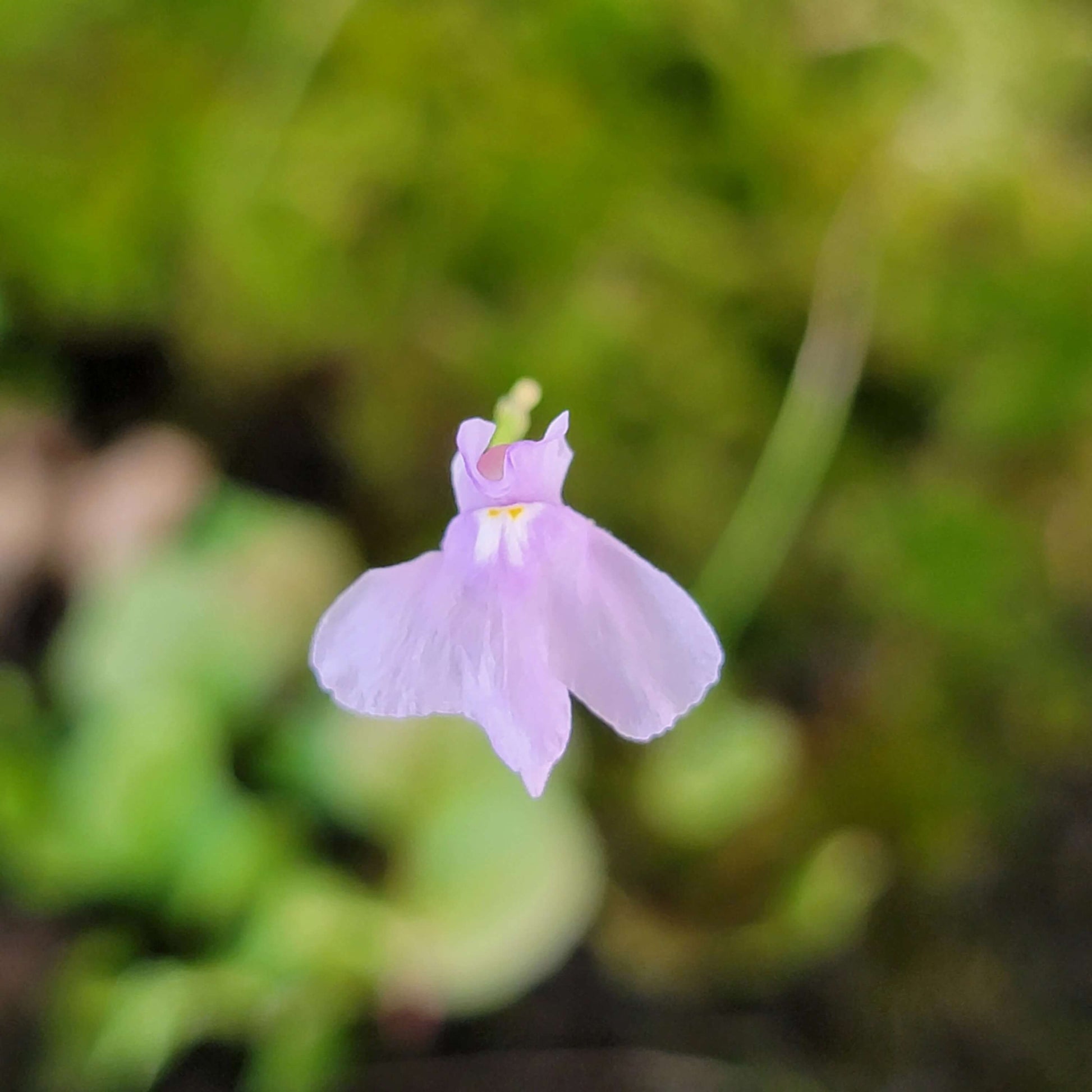 Bladderwort Seeds – Angolan
