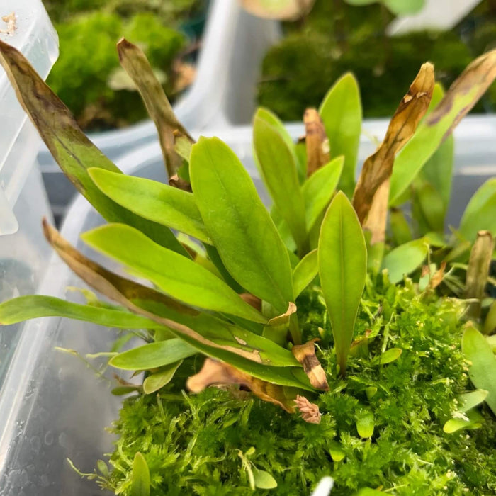 Bladderwort Seeds – Long-Leaf
