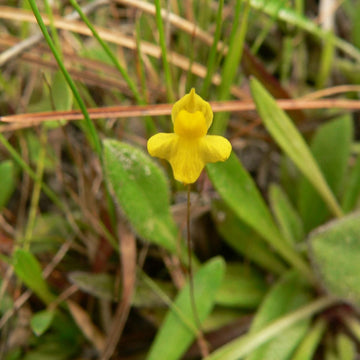 Bladderwort Seeds – Zigzag
