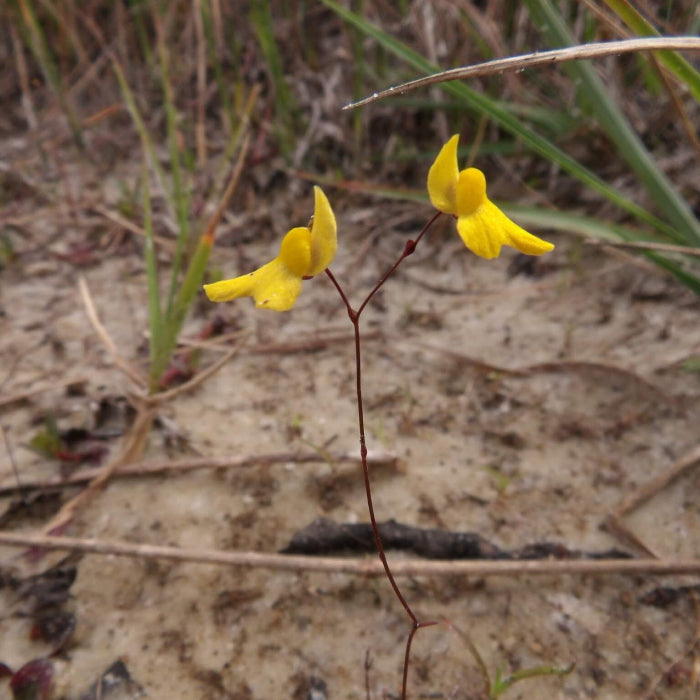 Bladderwort Seeds – Zigzag
