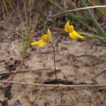 Bladderwort Seeds – Zigzag
