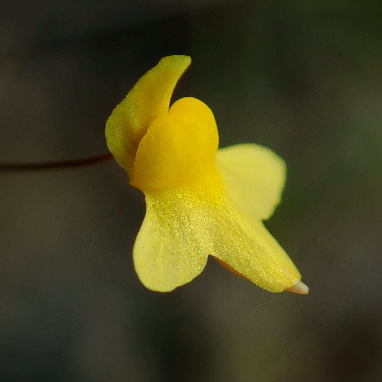Bladderwort Seeds – Zigzag
