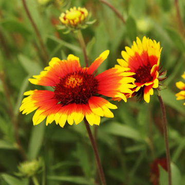 Blanket Seeds – Gaillardia
