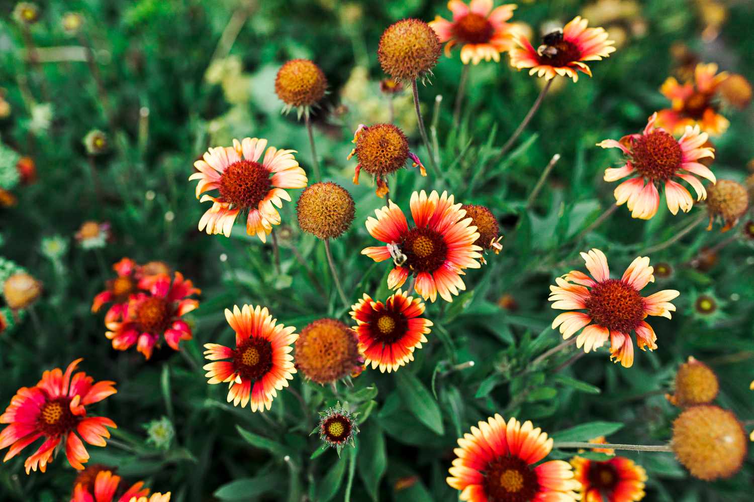 Blanket Seeds – Gaillardia
