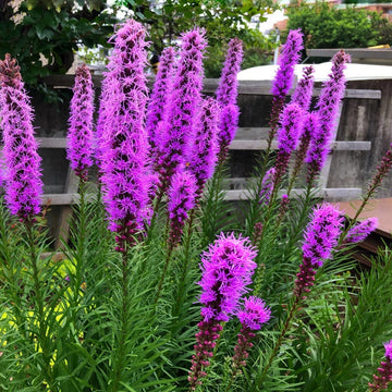 Blazing Star Seeds – Liatris Spicata
