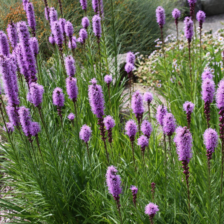 Blazing Star Seeds – Liatris Spicata
