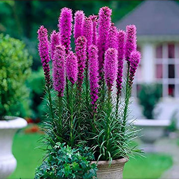 Blazing Star Seeds – Liatris Spicata
