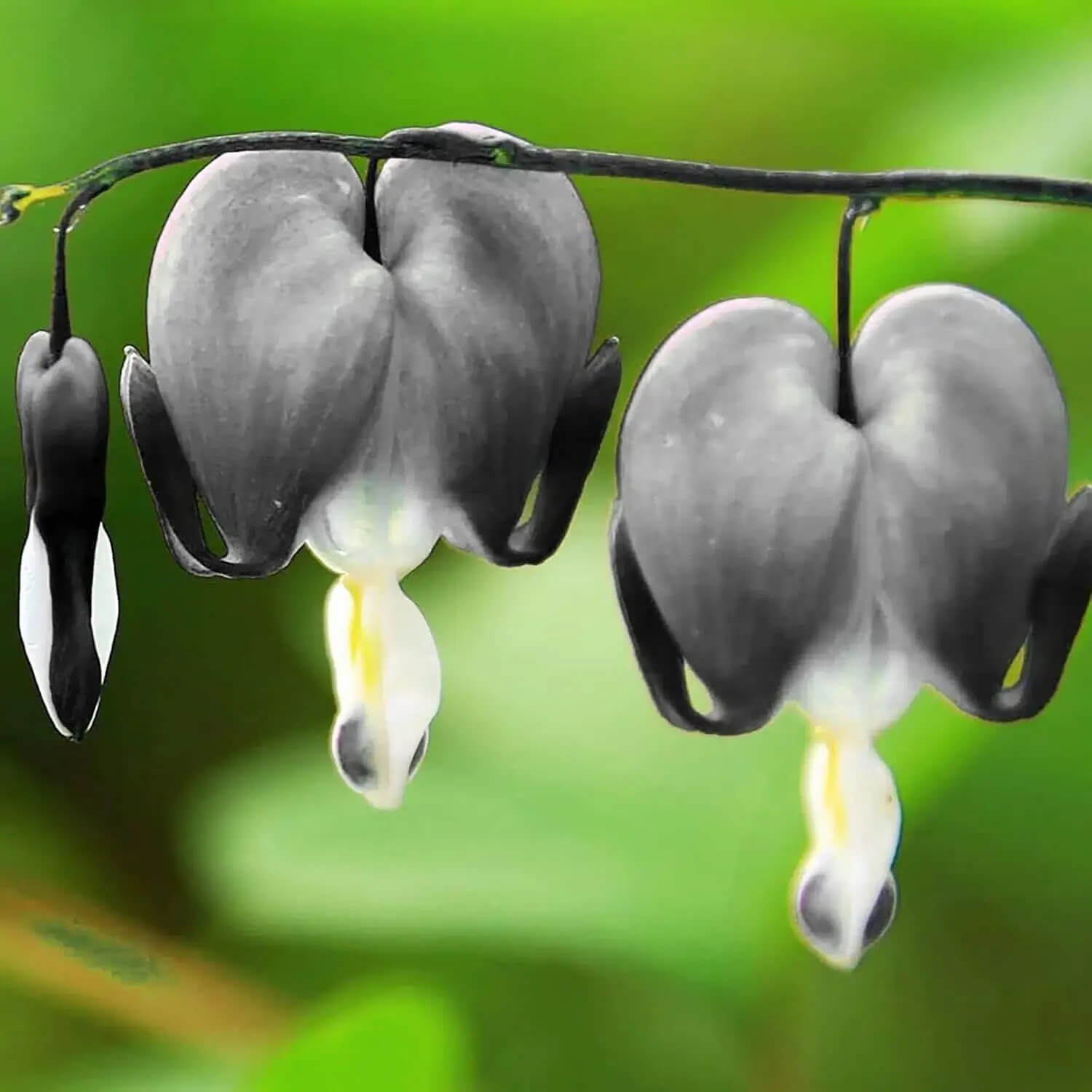 Bleeding Heart Seeds – Black
