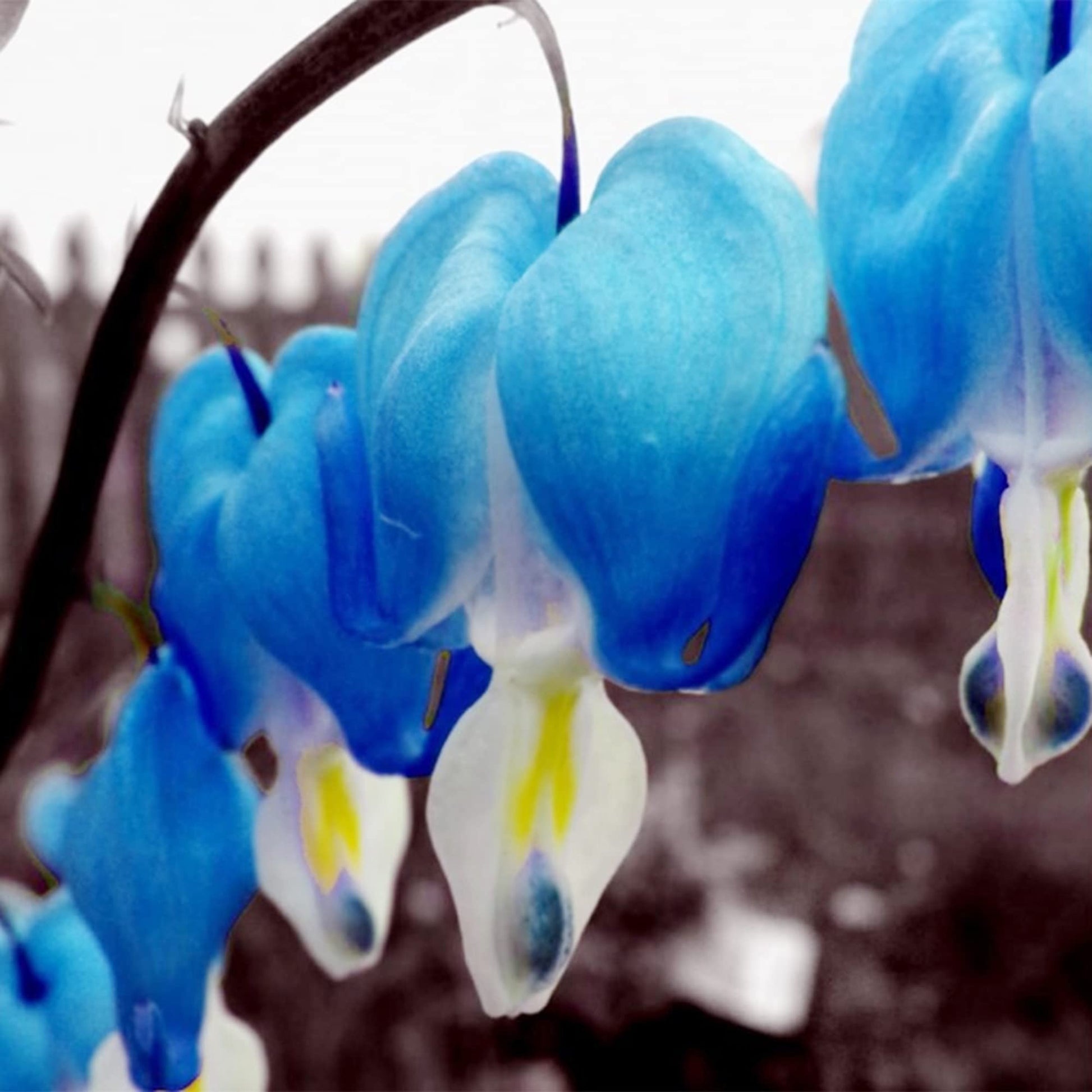 Bleeding Heart Seeds – Blue
