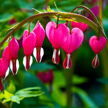 Bleeding Heart Seeds – Dicentra Spectabilis
